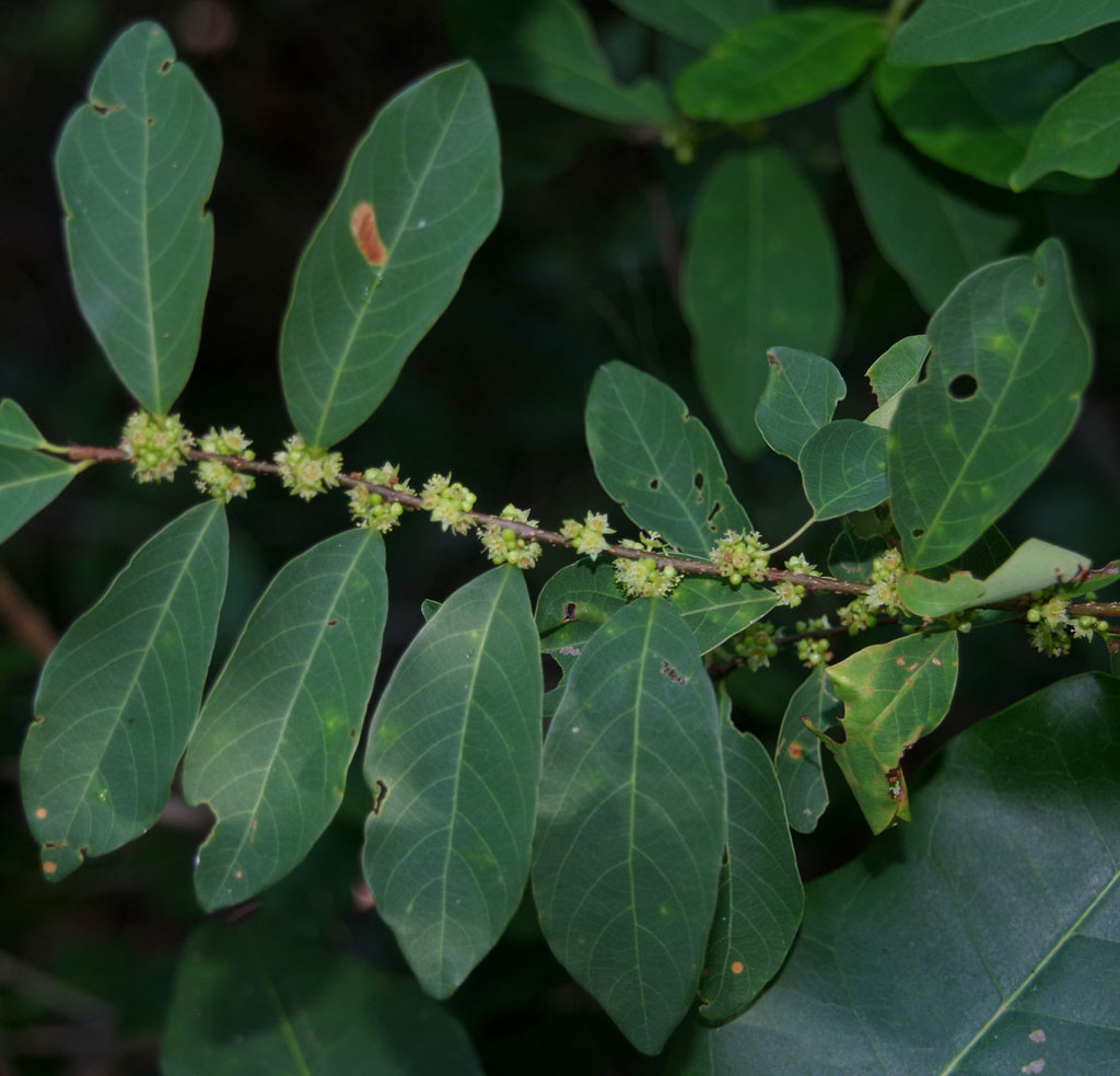 Bridelia tomentosa